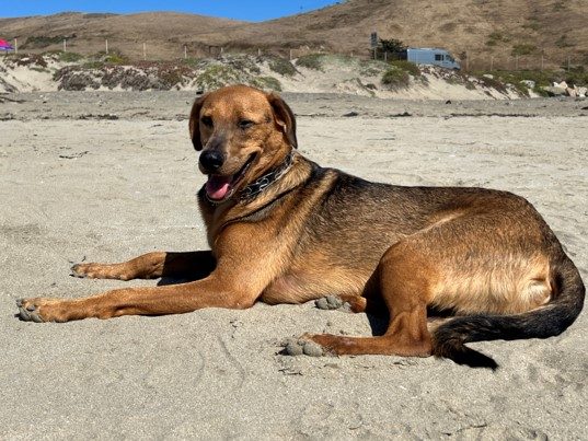 Able at the beach