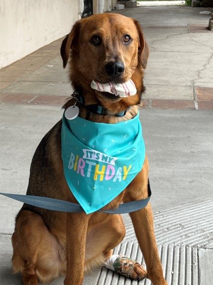 Able wearing a birthday bandana