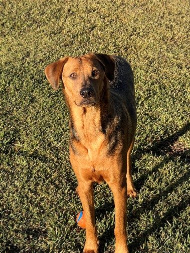 Able standing alert on the grass